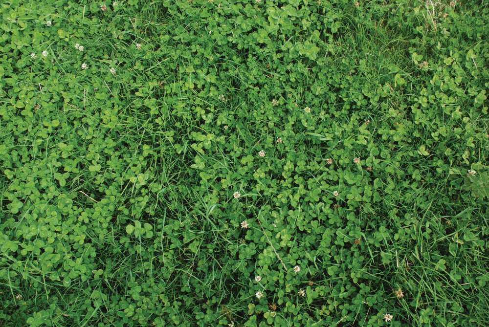 Example of 30% clover content in field. Copyright AHDB. 